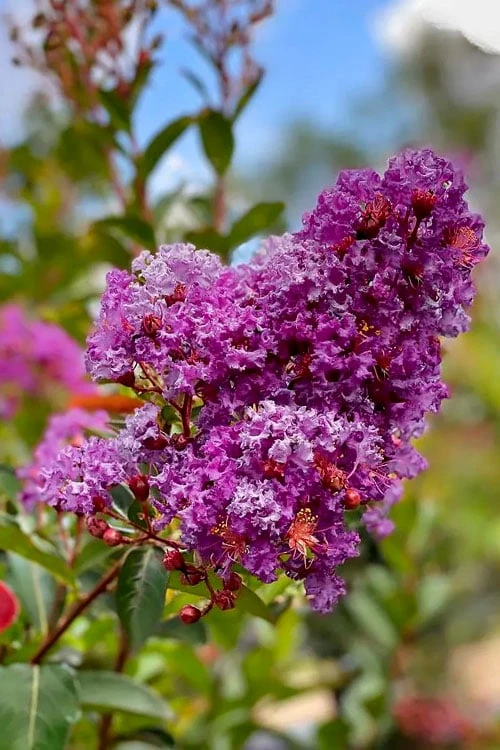 Miss Sandra Purple Crape Myrtle - 1 Gallon Pot 6 Miss Sandra Purple Crape Myrtle - 1 Gallon Pot - Image 4