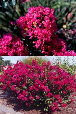 Princess Kylie Dwarf Crape Myrtle - 3 Gallon Pot -Flowers World Shop crape myrtle princess kylie 2