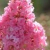 Sioux Pink Crape Myrtle - 6 Pack Of 1 Gallon Pots 2 Sioux Pink Crape Myrtle - 6 Pack Of 1 Gallon Pots -Flowers World Shop crape myrtle sioux pink 52 2