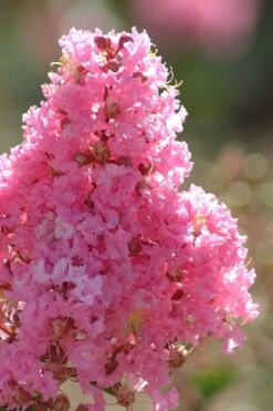 Sioux Pink Crape Myrtle Tree (Single Trunk) - 5 Gallon Pot -Flowers World Shop crape myrtle sioux pink 52