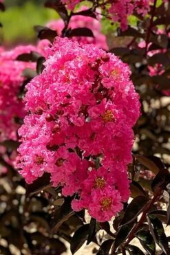 Twilight Magic Crape Myrtle Tree (Single Trunk) - 5 Gallon Pot -Flowers World Shop crape myrtle twilight magic 1 1