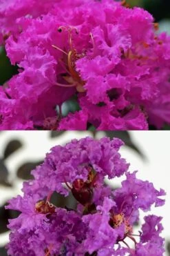 Twilight Purple Crape Myrtle - 1 Gallon Pot -Flowers World Shop crape myrtle twilight purple 22 5