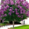 Twilight Purple Crape Myrtle (Single Trunk Tree) - 3 Gallon Pot -Flowers World Shop crape myrtle twilight purple single trunk 1