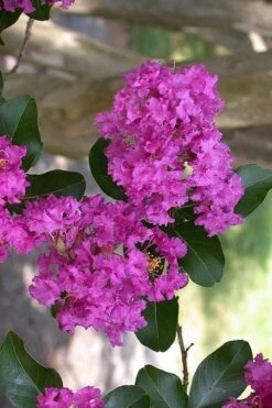 Zuni Purple Crape Myrtle - 6 Pack 1 Gallon Pots