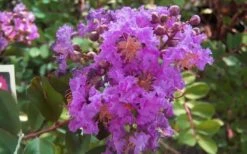 Early Bird Purple Crape Myrtle - 2 Gallon Pot -Flowers World Shop crapemyrtleearlybirdpurple