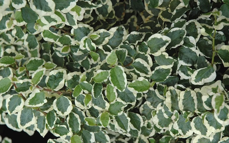 Variegated Creeping Fig (Ficus Pumila 'Variegata') - 10 Pack Of 4" Pint Pots 9 Variegated Creeping Fig (Ficus Pumila 'Variegata') - 10 Pack Of 4" Pint Pots - Image 7