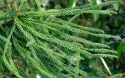 Snake Branch Japanese Cedar - Cryptomeria Japonica 'Araucarioides' - 3 Gallon Pot -Flowers World Shop cryptomeria japonica araucarioides snake branch japanese cedar 8