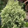 Sekken Sugi Golden Cryptomeria (Japanese Cedar) - 5 Gallon Pot 2 Sekken Sugi Golden Cryptomeria (Japanese Cedar) - 5 Gallon Pot -Flowers World Shop cryptomeria japonica sekkan sugi golden japanese cedar 11