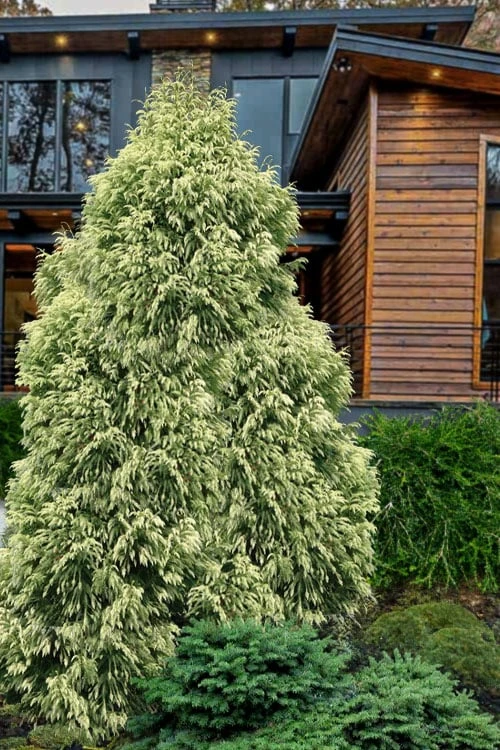 Sekken Sugi Golden Cryptomeria (Japanese Cedar) - 5 Gallon Pot 7 Sekken Sugi Golden Cryptomeria (Japanese Cedar) - 5 Gallon Pot - Image 5