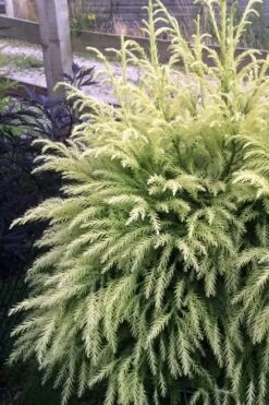 Sekken Sugi Golden Cryptomeria (Japanese Cedar) - 5 Gallon Pot 11 Sekken Sugi Golden Cryptomeria (Japanese Cedar) - 5 Gallon Pot -Flowers World Shop cryptomeria japonica sekkan sugi japanese cedar 2