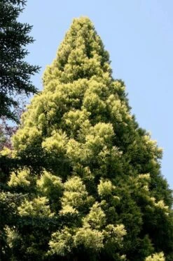 Sekken Sugi Golden Cryptomeria (Japanese Cedar) - 5 Gallon Pot 13 Sekken Sugi Golden Cryptomeria (Japanese Cedar) - 5 Gallon Pot -Flowers World Shop cryptomeria japonica sekkan sugi japanese cedar 5