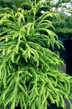 Spiralis Cryptomeria (Japanese Cedar) - 1 Gallon Pot 12 Spiralis Cryptomeria (Japanese Cedar) - 1 Gallon Pot -Flowers World Shop cryptomeria japonica spiralis japanese cedar 2