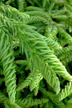Spiralis Cryptomeria (Japanese Cedar) - 1 Gallon Pot 13 Spiralis Cryptomeria (Japanese Cedar) - 1 Gallon Pot -Flowers World Shop cryptomeria japonica spiralis japanese cedar 3