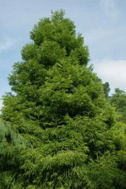Spiralis Cryptomeria (Japanese Cedar) -2 Gallon Pot -Flowers World Shop cryptomeria japonica spiralis japanese cedar 7 1
