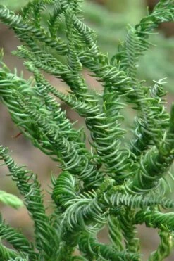 Spiralis Cryptomeria (Japanese Cedar) - 1 Gallon Pot