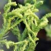 Spiraliter Falcata' Cryptomeria (Japanese Cedar) - 1 Gallon Pot -Flowers World Shop cryptomeria japonica spiraliter falcata 1 1
