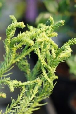 Spiraliter Falcata' Cryptomeria (Japanese Cedar) - 2 Gallon Pot