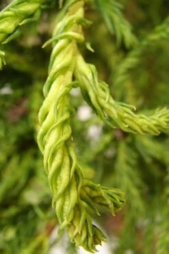 Spiraliter Falcata' Cryptomeria (Japanese Cedar) - 1 Gallon Pot -Flowers World Shop cryptomeria japonica spiraliter falcata 2 1