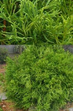 Spiraliter Falcata' Cryptomeria (Japanese Cedar) - 2 Gallon Pot -Flowers World Shop cryptomeria japonica spiraliter falcata 3