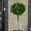 Dwarf Hinoki Cypress Tree (Single Trunk Topiary) - 7 Gallon Pot -Flowers World Shop cypress dwarf hinoki stand topiary tree form 5