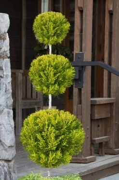 Goldcrest Monterey Lemon Cypress - 3-Ball Poodle Tier Topiary - 3 Gallon Pot