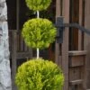 Goldcrest Monterey Lemon Cypress 3-Ball Poodle Tier Topiary - 7 Gallon Pot -Flowers World Shop cypress goldcrest monterey poodle tier 1