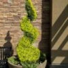 Goldcrest Monterey Lemon Cypress Spiral Topiary - 2 Gallon Pot 2 Goldcrest Monterey Lemon Cypress Spiral Topiary - 2 Gallon Pot -Flowers World Shop cypress goldcrest monterey spiral topiary 11
