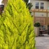 Goldcrest Monterey Lemon Cypress - 5 Gallon Pot -Flowers World Shop cypress monterey goldcrest lemon 13 1