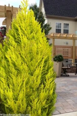 Goldcrest Monterey Lemon Cypress - 1 Gallon Pot