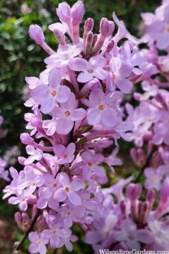 Lilac Daphne (Daphne Genkwa) - 2 Gallon Pot 12 Lilac Daphne (Daphne Genkwa) - 2 Gallon Pot -Flowers World Shop daphne genkwa lilac daphne 10