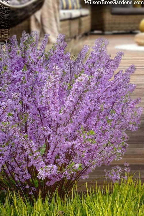 Lilac Daphne (Daphne Genkwa) - 2 Gallon Pot 3 Lilac Daphne (Daphne Genkwa) - 2 Gallon Pot