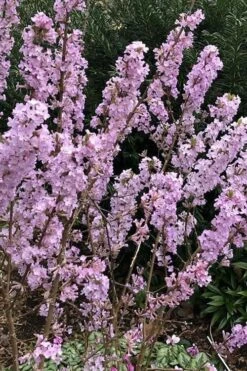 Lilac Daphne (Daphne Genkwa) - 2 Gallon Pot 15 Lilac Daphne (Daphne Genkwa) - 2 Gallon Pot -Flowers World Shop daphne genkwa lilac daphne 4
