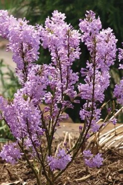 Lilac Daphne (Daphne Genkwa) - 2 Gallon Pot 14 Lilac Daphne (Daphne Genkwa) - 2 Gallon Pot -Flowers World Shop daphne genkwa lilac daphne 5