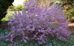 Lilac Daphne (Daphne Genkwa) - 2 Gallon Pot 13 Lilac Daphne (Daphne Genkwa) - 2 Gallon Pot -Flowers World Shop daphne genkwa lilac daphne 7
