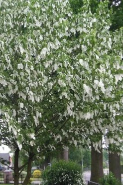 Dove Tree (Davidia Involucrata) - 7 Gallon Pot (5-6') -Flowers World Shop davidia involucrata dove tree 1