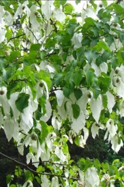 Dove Tree (Davidia Involucrata) - 7 Gallon Pot (5-6') -Flowers World Shop davidia involucrata dove tree 10