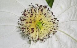 Dove Tree (Davidia Involucrata) - 7 Gallon Pot (5-6') -Flowers World Shop davidia involucrata dove tree 11