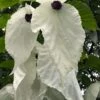 Dove Tree (Davidia Involucrata) - 7 Gallon Pot (5-6') -Flowers World Shop davidia involucrata dove tree 12