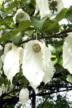 Dove Tree (Davidia Involucrata) - 7 Gallon Pot (5-6') -Flowers World Shop davidia involucrata dove tree 3