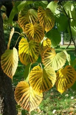 Dove Tree (Davidia Involucrata) - 7 Gallon Pot (5-6') -Flowers World Shop davidia involucrata dove tree 6