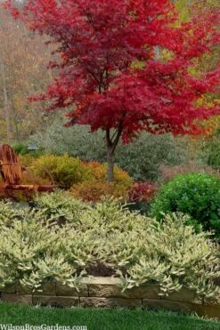 Spring Frost Distylium - 5 Pack Of Quart Pots -Flowers World Shop distylium spring frost 102