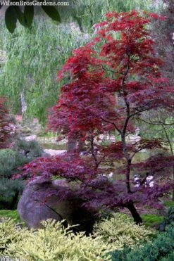 Spring Frost Distylium - 5 Pack Of Quart Pots -Flowers World Shop distylium spring frost 103