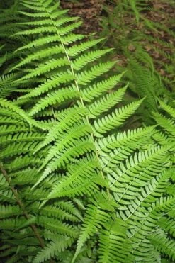 Dixie Wood Fern - Dryopteris Australis - 1 Gallon Pot -Flowers World Shop dryopteris australis dixie wood fern 10