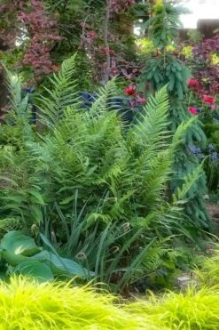 Dixie Wood Fern - Dryopteris Australis - 1 Gallon Pot