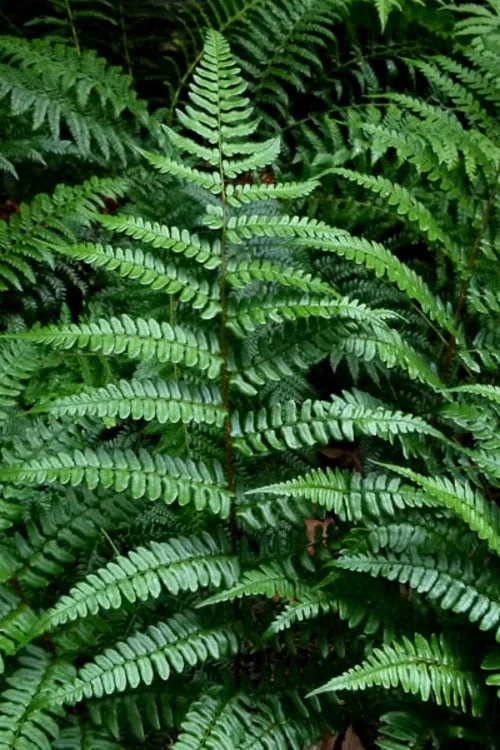 Champions Wood Fern (Dryopteris Championii) - 1 Gallon Pot 3 Champions Wood Fern (Dryopteris Championii) - 1 Gallon Pot