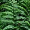 Champions Wood Fern (Dryopteris Championii) - 6 Pack Of 1 Gallon Pots 1 Champions Wood Fern (Dryopteris Championii) - 6 Pack Of 1 Gallon Pots -Flowers World Shop dryopteris championii champions wood fern 1