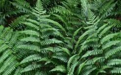 Champions Wood Fern (Dryopteris Championii) - 1 Gallon Pot 12 Champions Wood Fern (Dryopteris Championii) - 1 Gallon Pot -Flowers World Shop dryopteris championii champions wood fern 2 1