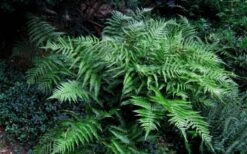 Champions Wood Fern (Dryopteris Championii) - 1 Gallon Pot 13 Champions Wood Fern (Dryopteris Championii) - 1 Gallon Pot -Flowers World Shop dryopteris championii champions wood fern 6 1
