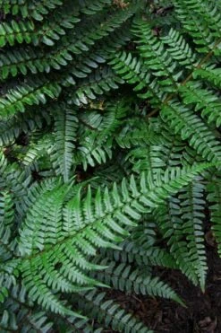 Champions Wood Fern (Dryopteris Championii) - 1 Gallon Pot 14 Champions Wood Fern (Dryopteris Championii) - 1 Gallon Pot -Flowers World Shop dryopteris championii champions wood fern 7 1