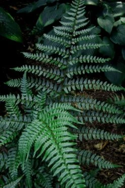 Champions Wood Fern (Dryopteris Championii) - 6 Pack Of 1 Gallon Pots -Flowers World Shop dryopteris championii champions wood fern 8